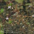 Veronica_scutellata_ai9107