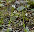 Veronica_serpyllifolia_aa8286