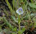 Veronica_serpyllifolia_aa8299