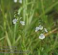 Veronica_serpyllifolia_aa8946