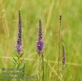 Veronica_spicata_ab8270