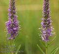 Veronica_spicata_ab8274