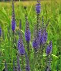 Veronica_spicata_cv4065