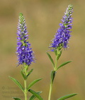 Veronica_spicata_eb4476