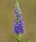 Veronica_spicata_eb4481