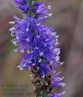 Veronica_spicata_eb4486