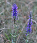 Veronica_spicata_eb4490