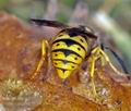 Vespula_germanica_ag2525