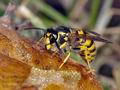 Vespula_germanica_ag2529