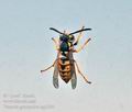 Vespula_germanica_ag3260