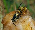 Vespula_germanica_ag3679