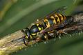 Vespula_vulgaris_ac2126