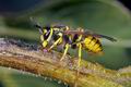 Vespula_vulgaris_ac2137