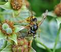 Vespula_vulgaris_hz7376