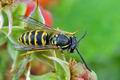 Vespula_vulgaris_hz7381