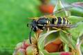 Vespula_vulgaris_hz7388