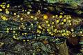 Vibrissea_leptospora_bk2899