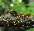 Vibrissea_truncorum_ak5001