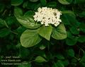 Viburnum_lantana_4990