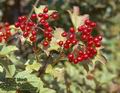 Viburnum_opulus_4989