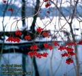 Viburnum_opulus_8246