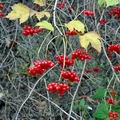 Viburnum_opulus_b0198