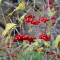 Viburnum_opulus_b0208