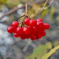 Viburnum_opulus_b0211