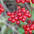 Viburnum_opulus_b0217