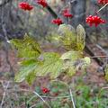 Viburnum_opulus_b0227