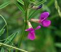 Vicia_angustifolia_bn9790