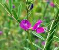 Vicia_angustifolia_bn9808