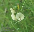 Vicia_grandiflora_ac0681