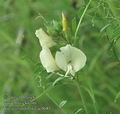 Vicia_grandiflora_ac0681