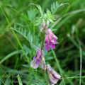 Vicia_pannonica_af0829