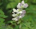 Vicia_sylvatica_a847