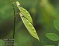 Vicia_sylvatica_a848