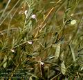 Vicia_tenuifolia_4996