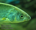 Vimba_vimba_hf8452