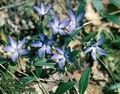 Vinca_herbacea_8400