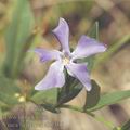 Vinca_herbacea_ah1366