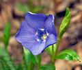 Vinca_minor_cb3897s