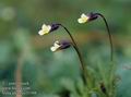 Viola_arvensis_11508