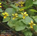 Viola_biflora_ab3701