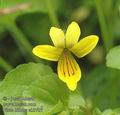 Viola_biflora_ab3707