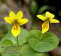 Viola_biflora_ab3710