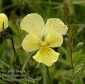 Viola_lutea_sudetica_ab4951