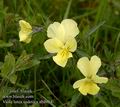 Viola_lutea_sudetica_ab4964