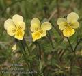 Viola_lutea_sudetica_ab4979