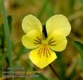 Viola_lutea_sudetica_ab4985